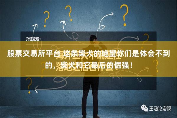 股票交易所平台 这条柴犬的绝望你们是体会不到的，柴犬和它最后的倔强！